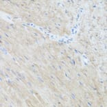 Immunohistochemistry - Anti-CLUH Antibody (A11250) - Antibodies.com