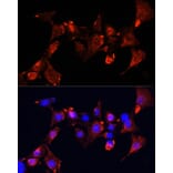 Immunofluorescence - Anti-CLUH Antibody (A11250) - Antibodies.com