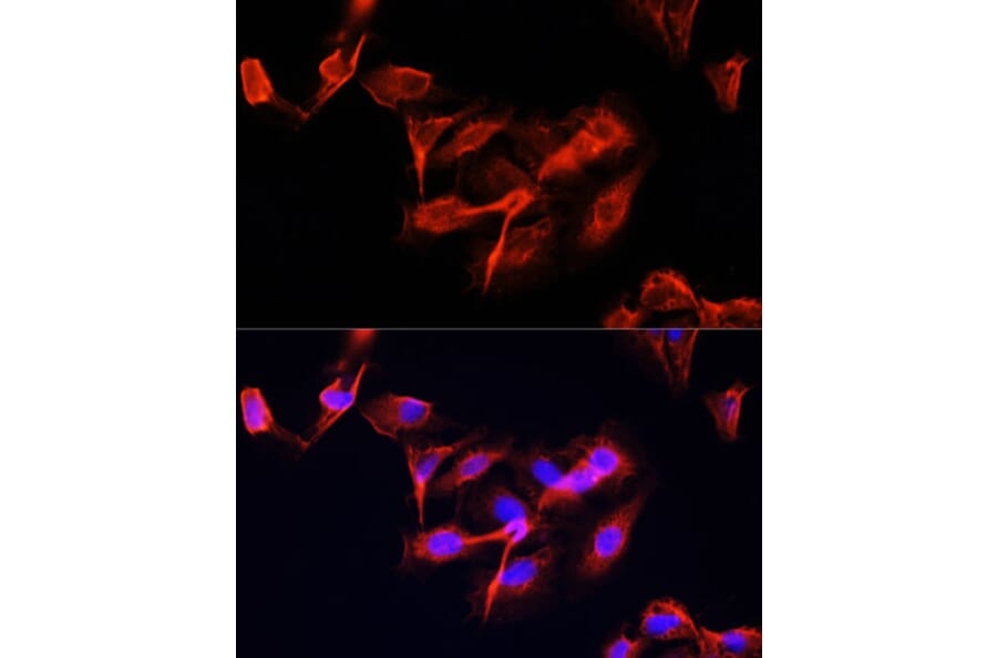 Immunofluorescence - Anti-CLUH Antibody (A11250) - Antibodies.com