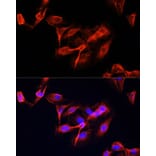Immunofluorescence - Anti-CLUH Antibody (A11250) - Antibodies.com
