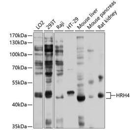 Western Blot - Anti-H4R Antibody (A11252) - Antibodies.com