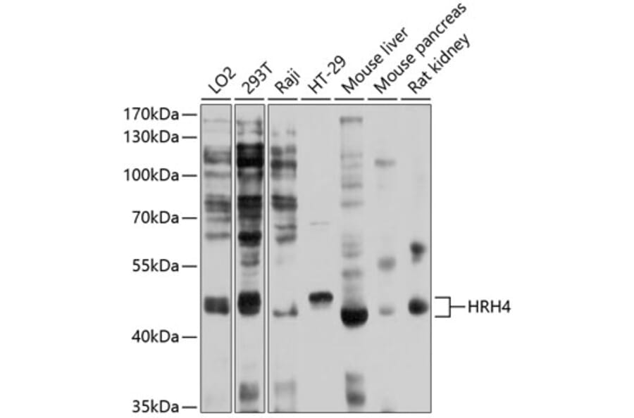 Western Blot - Anti-H4R Antibody (A11252) - Antibodies.com
