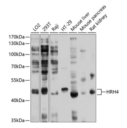 Western Blot - Anti-H4R Antibody (A11252) - Antibodies.com