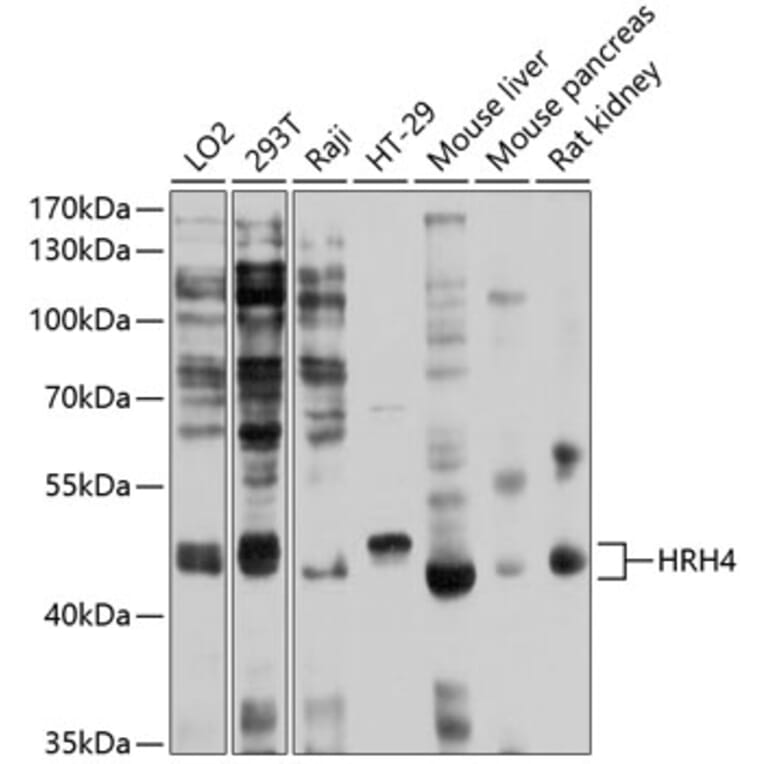 Western Blot - Anti-H4R Antibody (A11252) - Antibodies.com
