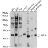 Western Blot - Anti-H4R Antibody (A11252) - Antibodies.com