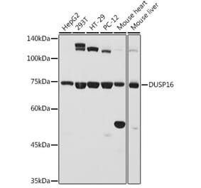 Western Blot - Anti-DUSP16 Antibody (A11253) - Antibodies.com