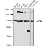 Western Blot - Anti-DUSP16 Antibody (A11253) - Antibodies.com