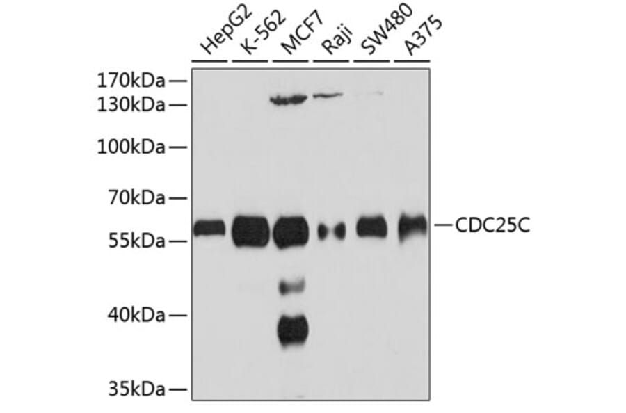 Western Blot - Anti-CDC25C Antibody (A10179) - Antibodies.com