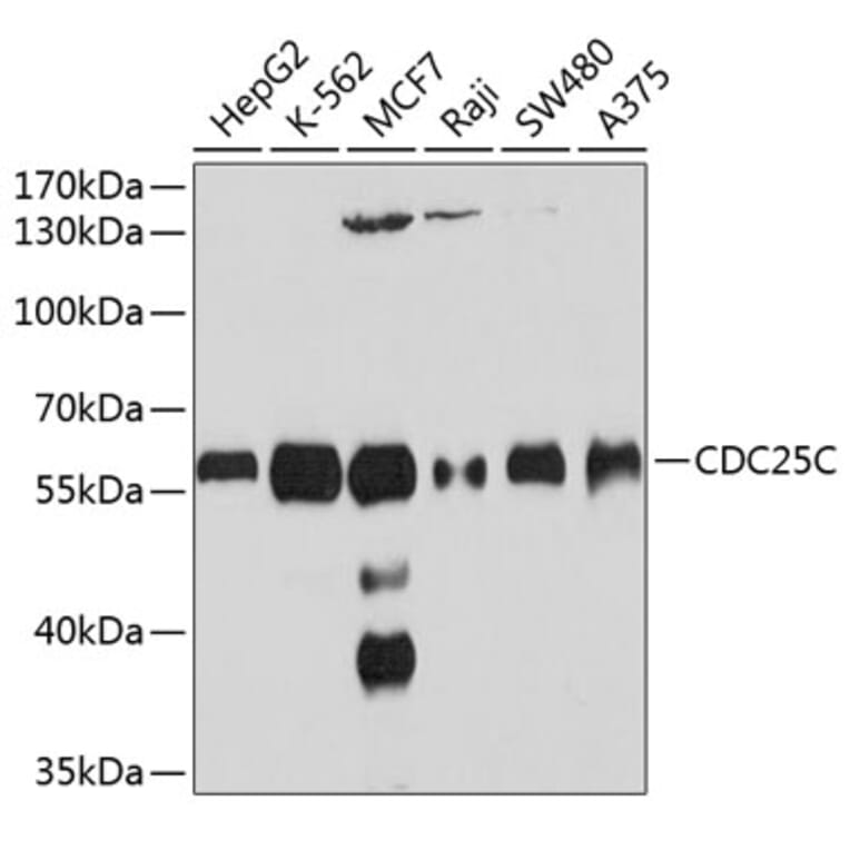 Western Blot - Anti-CDC25C Antibody (A10179) - Antibodies.com