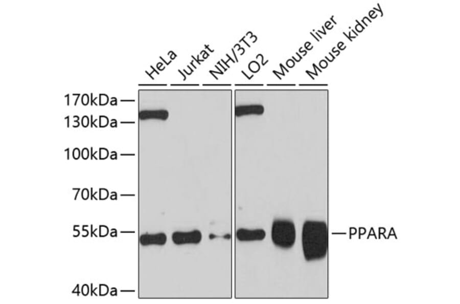 Western Blot - Anti-PPARA Antibody (A10183) - Antibodies.com