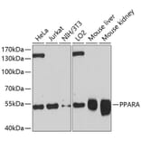 Western Blot - Anti-PPARA Antibody (A10183) - Antibodies.com