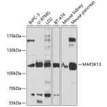 Western Blot - Anti-MAP3K13 Antibody (A10189) - Antibodies.com