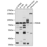 Western Blot - Anti-PDE4B Antibody (A11261) - Antibodies.com