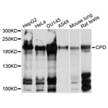 Western Blot - Anti-CPD Antibody (A10208) - Antibodies.com
