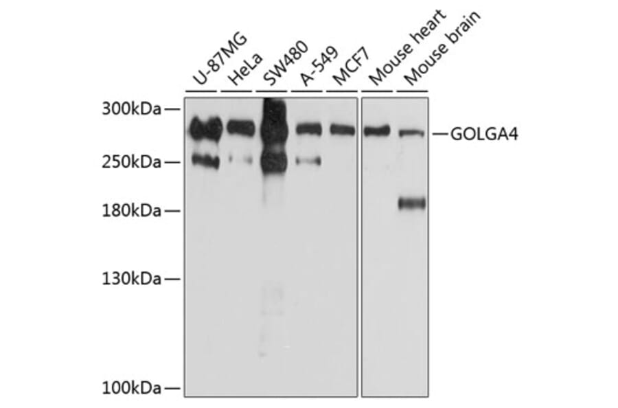 Western Blot - Anti-Golgin-245 Antibody (A11266) - Antibodies.com
