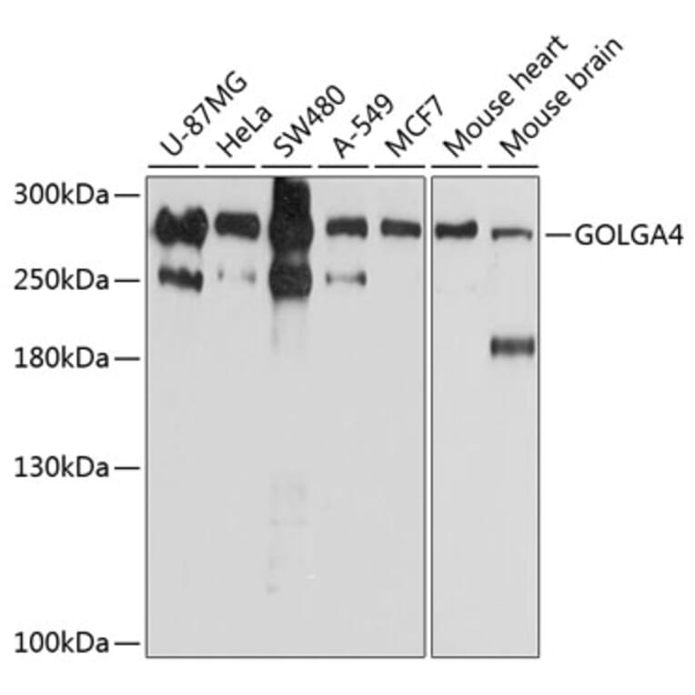 Western Blot - Anti-Golgin-245 Antibody (A11266) - Antibodies.com