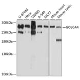 Western Blot - Anti-Golgin-245 Antibody (A11266) - Antibodies.com