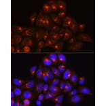 Immunofluorescence - Anti-Golgin-245 Antibody (A11266) - Antibodies.com