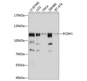 Western Blot - Anti-PCDH1 Antibody (A11270) - Antibodies.com