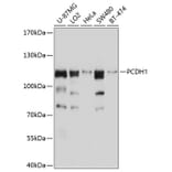 Western Blot - Anti-PCDH1 Antibody (A11270) - Antibodies.com