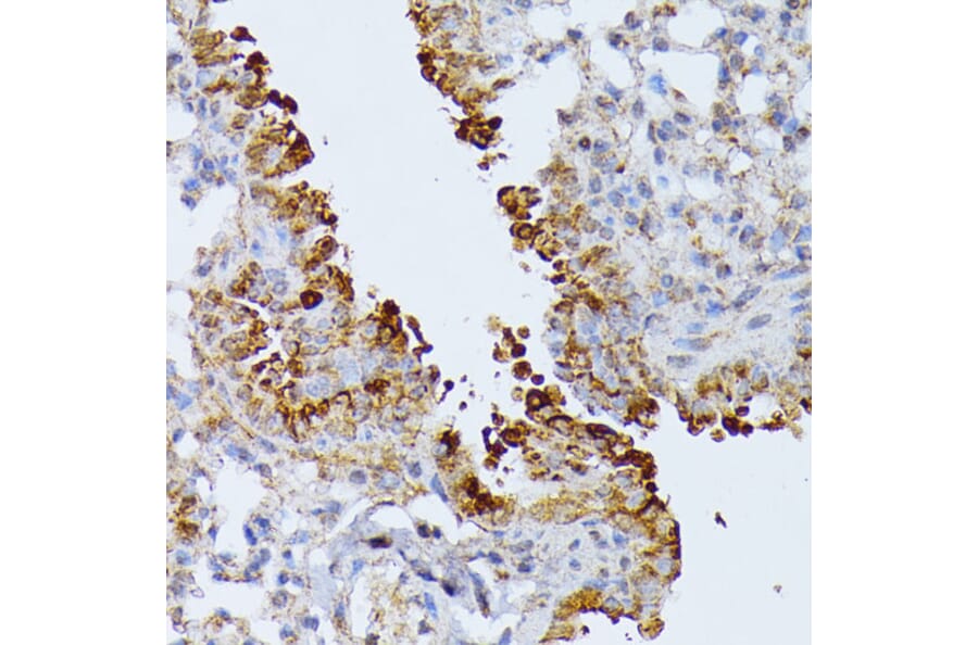 Immunohistochemistry - Anti-SEPT4 Antibody (A11271) - Antibodies.com