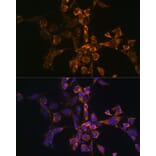 Immunofluorescence - Anti-SEPT4 Antibody (A11271) - Antibodies.com