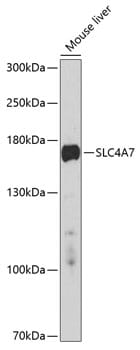 Western blot analysis of extracts of mouse liver, using Anti-SLC4A7 Antibody (A10271) at 1:1,000 dilution. Secondary antibody: Goat Anti-Rabbit IgG (H+L) (HRP) (AS014) at 1:10,000 dilution. Lysates / proteins: 25µg per lane. Blocking buffer: 3% non-fat dry milk in TBST. Detection: ECL Enhanced Kit (RM00021). Exposure time: 90s.