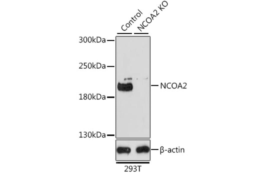 Western Blot - Anti-KAT13C/NCOA2 Antibody (A11275) - Antibodies.com