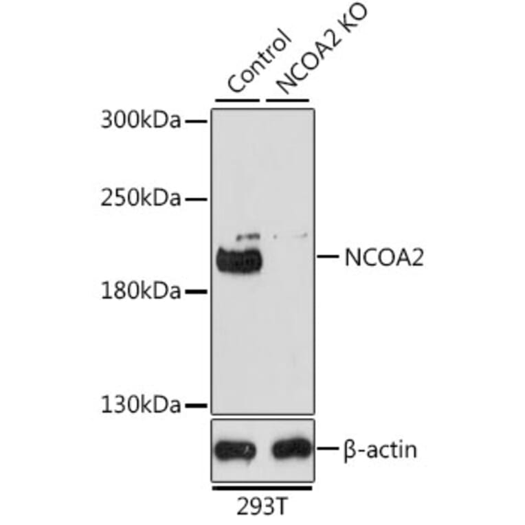 Western Blot - Anti-KAT13C / NCOA2 Antibody (A11275) - Antibodies.com