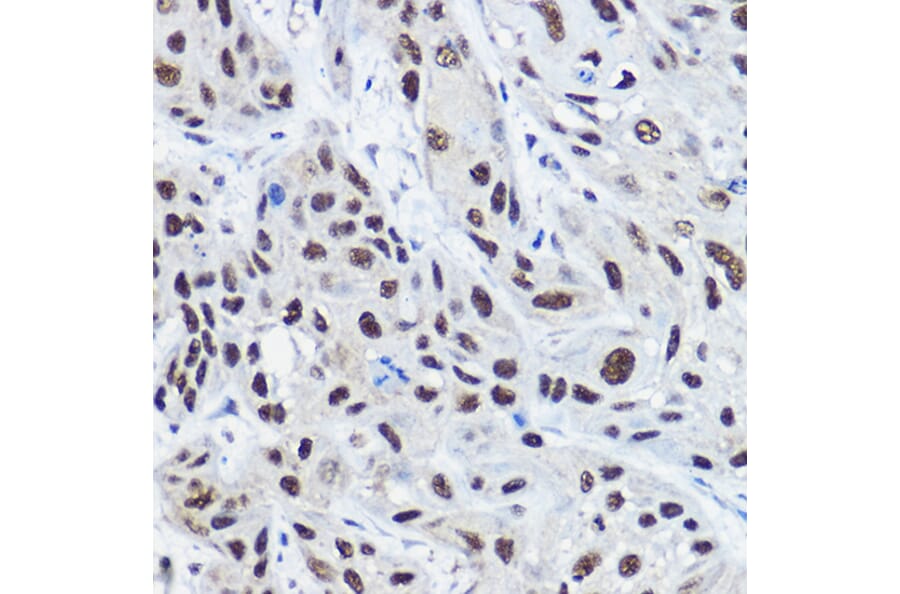 Immunohistochemistry - Anti-KAT13C/NCOA2 Antibody (A11275) - Antibodies.com