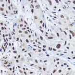 Immunohistochemistry - Anti-KAT13C / NCOA2 Antibody (A11275) - Antibodies.com