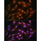 Immunofluorescence - Anti-DUSP14 Antibody (A11277) - Antibodies.com