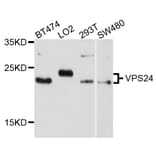 Western Blot - Anti-VPS24 Antibody (A10306) - Antibodies.com