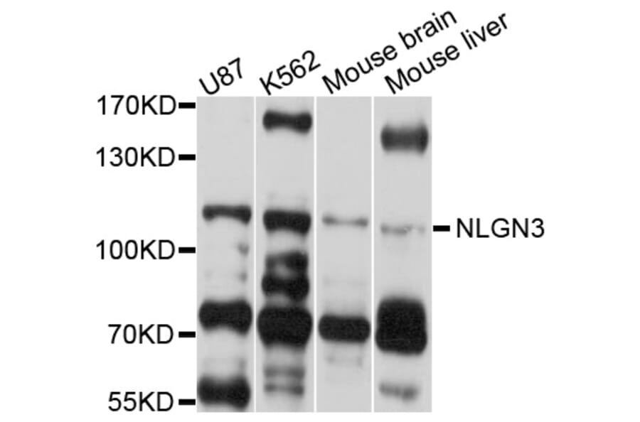 Western Blot - Anti-NLGN3 Antibody (A10310) - Antibodies.com
