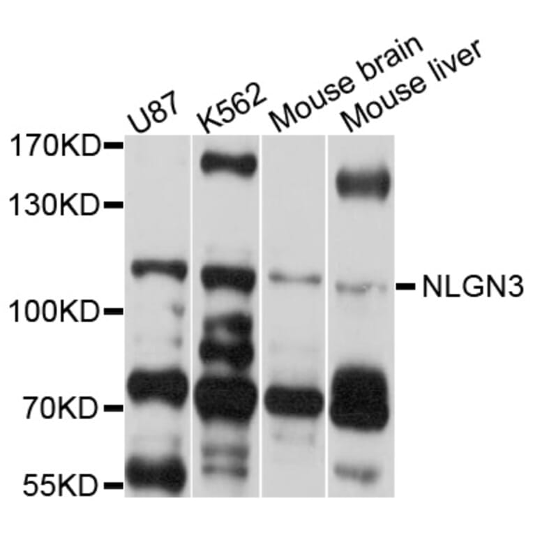 Western Blot - Anti-NLGN3 Antibody (A10310) - Antibodies.com