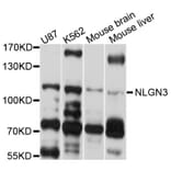 Western Blot - Anti-NLGN3 Antibody (A10310) - Antibodies.com