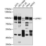 Western Blot - Anti-LEPRE1/P3H1 Antibody (A11286) - Antibodies.com