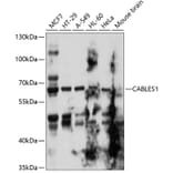 Western Blot - Anti-CABLES1 Antibody (A11288) - Antibodies.com