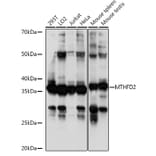 Western Blot - Anti-MTHFD2 Antibody (A11302) - Antibodies.com