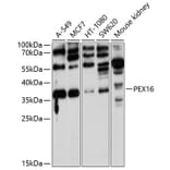 Western Blot - Anti-PEX16 Antibody (A10387) - Antibodies.com