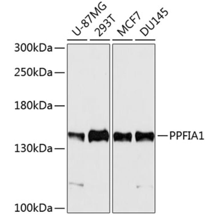 Western Blot - Anti-PPFIA1 Antibody (A11304) - Antibodies.com