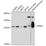 Western Blot - Anti-Rab3D Antibody (A11305) - Antibodies.com
