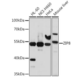 Western Blot - Anti-SLC39A8 Antibody (A11306) - Antibodies.com