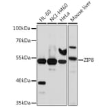 Western Blot - Anti-SLC39A8 Antibody (A11306) - Antibodies.com