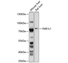 Western Blot - Anti-YME1L1 Antibody (A11308) - Antibodies.com