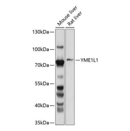 Western Blot - Anti-YME1L1 Antibody (A11308) - Antibodies.com