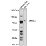 Western Blot - Anti-YME1L1 Antibody (A11308) - Antibodies.com