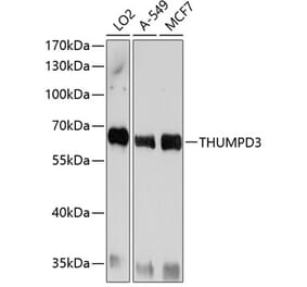 Western Blot - Anti-THUMPD3 Antibody (A11309) - Antibodies.com