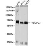 Western Blot - Anti-THUMPD3 Antibody (A11309) - Antibodies.com