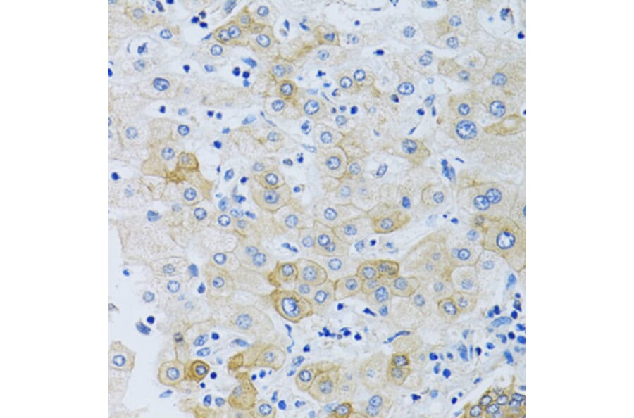 Immunohistochemistry - Anti-SLC4A5 Antibody (A11313) - Antibodies.com